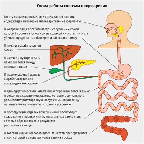 Лизосомы: ключевые актеры в процессе пищеварения у амебы