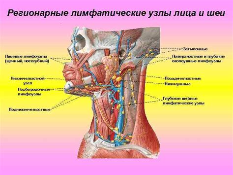 Лимфатические узлы на передней части шеи: охранители здоровья и важные регуляторы