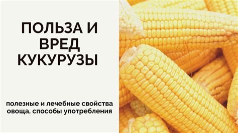 Лисички: ценные свойства и польза для организма ребенка