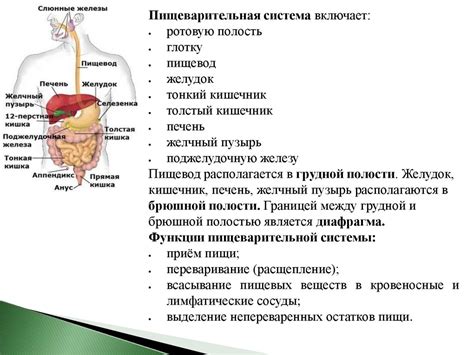 Лицо, половые органы и ротовая полость: основные участки поражения при сифилисе