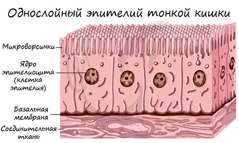 Локализация и структура клеток, обладающих поглотительными свойствами в кишечнике