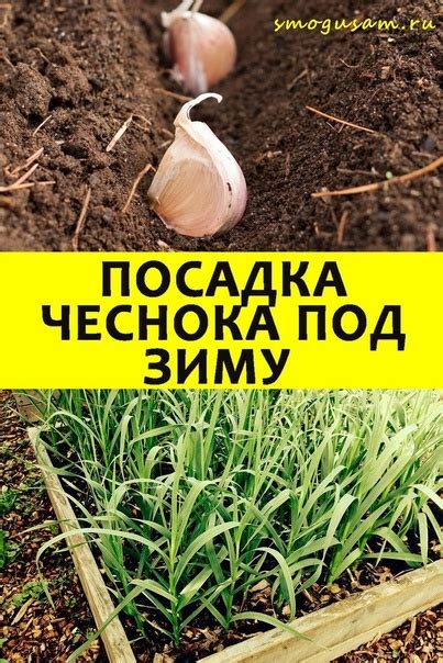 Лучшее время для посадки чеснока