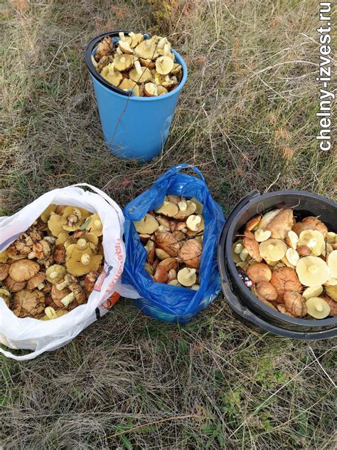 Лучшие времена для грибных походов: когда можно отправиться в поисках вешенок