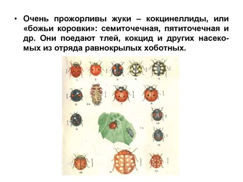 Лучшие способы борьбы с паразитами в Орле: эффективные методы предотвращения и уничтожения