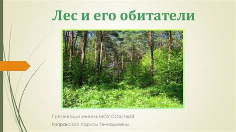 Магический лес Ньюта и его обитатели