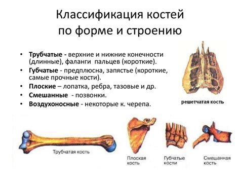 Магний и костная система