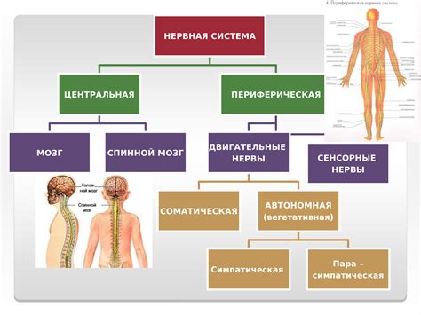 Магний и нервная система