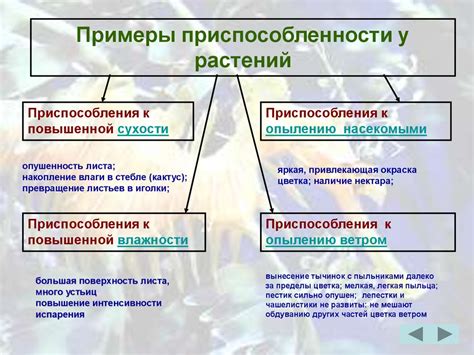 Мастера приспособления к региональным условиям