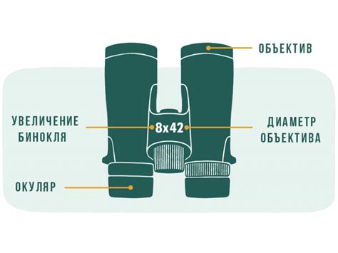 Мастерство использования бинокля: эффективные советы для улучшения поиска животных