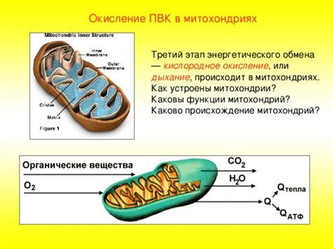 Матричное место иницииации цикла энергетического обмена в митохондриях