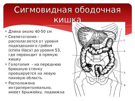 Медикаментозная терапия при хроническом воспалении прямой и сигмовидной кишки у пациенток