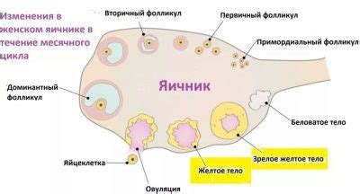 Медикаментозное воздействие на фолликул в яичнике в период климакса