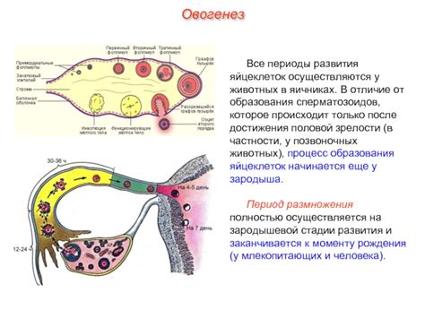 Медицинские причины и последствия дефицита активных яйцеклеток в яичниках