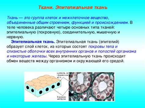 Межклеточное вещество соединительной ткани