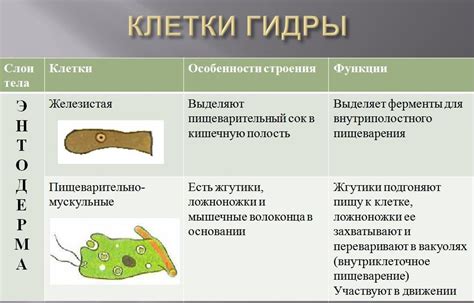 Межклеточные связи в эпителиально-мускульных клетках гидры: роль и влияние на организм