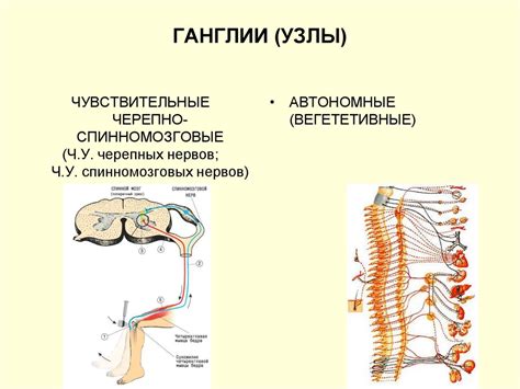 Межпозвонковые ганглии: сакральные узлы энергии позвоночных животных