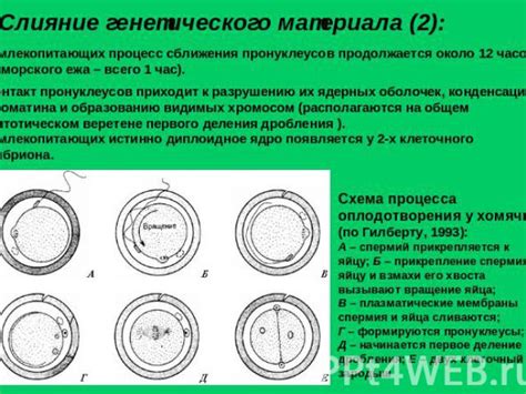 Меоз: процесс чередования и сокращения генетического материала