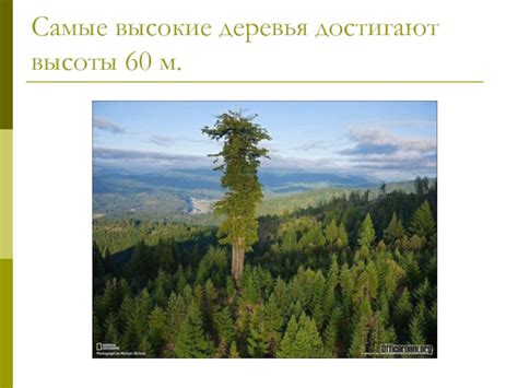 Места, где высокие деревья достигают небес: великолепные локации по всему миру