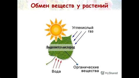 Места, где присутствует белковое вещество у растений и животных