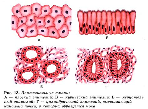 Места и органы, где обнаруживается эпителиальная ткань у млекопитающих