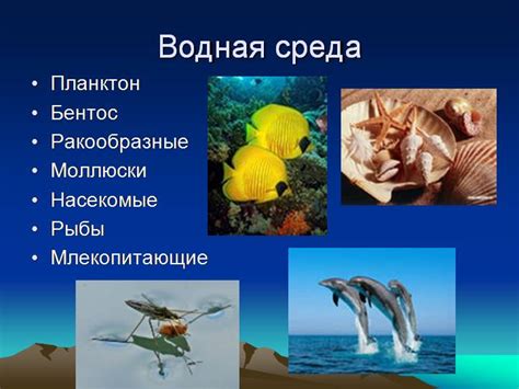 Места обитания и водные системы, где встречается тилапия