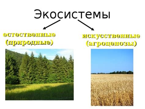 Места созревания грибов деликатеса: естественные и искусственные условия