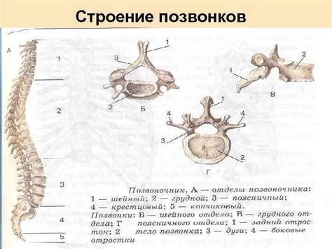 Местонахождение грудного позвонка: основные сведения и строение