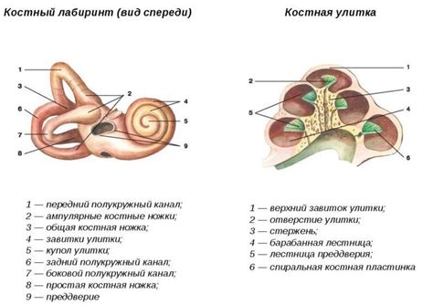 Местонахождение кортиева органа в ухе: анатомическое расположение