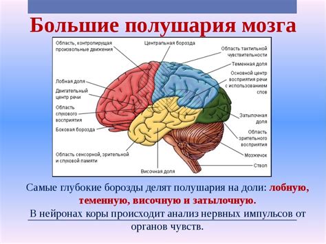 Местонахождение речевого центра в левой полушарии мозга