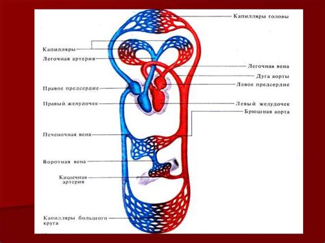 Местонахождение слюнной железы в организме: относительное положение и функциональное значение