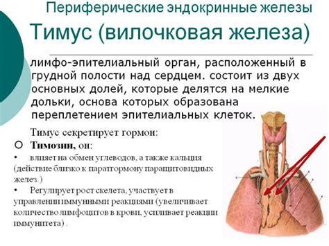 Местоположение вилочковой железы в организме