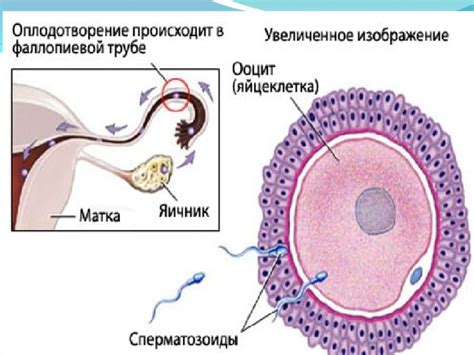 Место внедрения оплодотворенной яйцеклетки: начало развития эмбриона