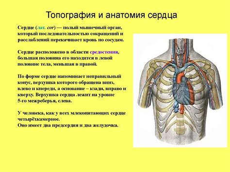 Место нахождения гладкой мышцы в сердечно-сосудистой системе