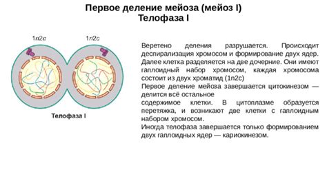 Место проведения мейоза в организме