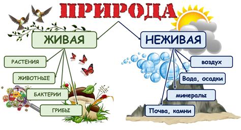 Место произрастания и климатические условия Валуй