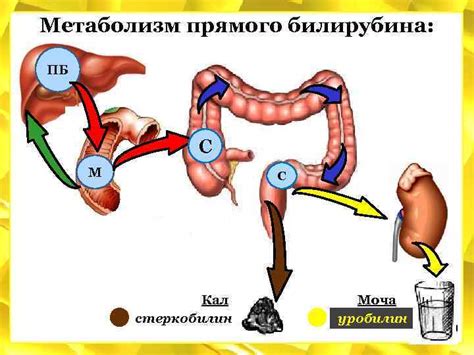 Метаболизм прямого и общего билирубина: ключевые отличия