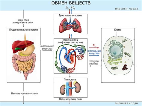 Метаболические изменения в организме: как эволюционирует обмен веществ к 22 году