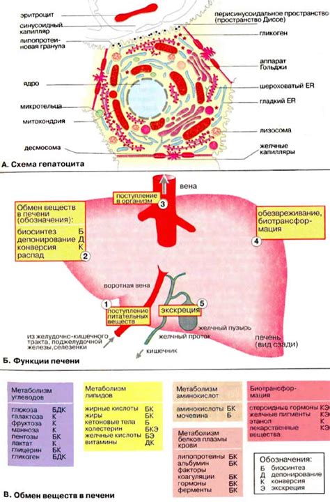 Метаболические процессы в печени: обработка углеводов, жиров и белков