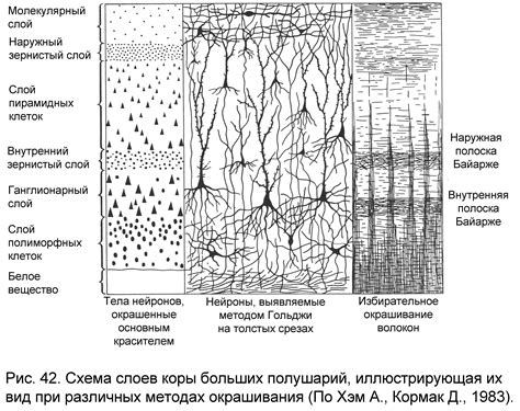 Методология изучения структуры и размещения клеток в передних отделах головного мозга