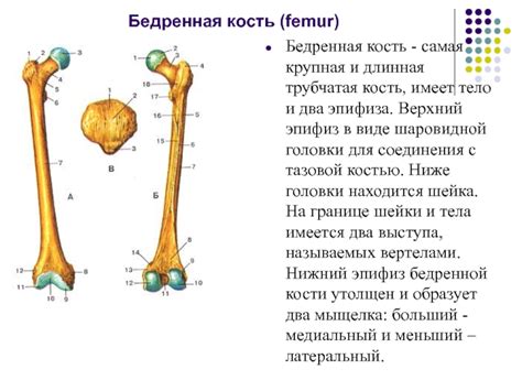 Методы для определения местоположения выступа бедренной кости