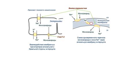 Методы исследования для определения нарушения глюкозы в организме