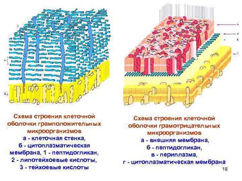 Методы исследования присутствия клеточной оболочки у ферментных микроорганизмов