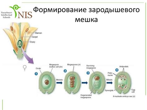 Методы формирования гамет у различных организмов