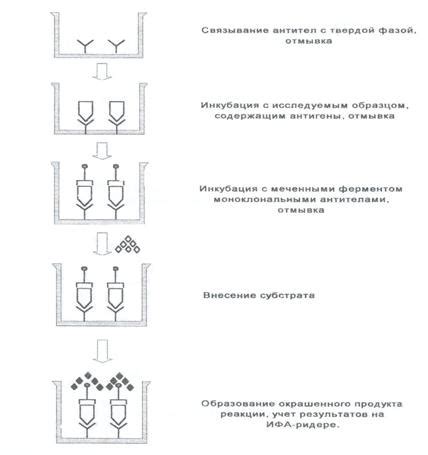 Метод ИФА: принцип работы и его применение