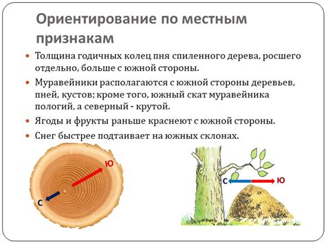 Метод №1: Изучение ростовых колец пня