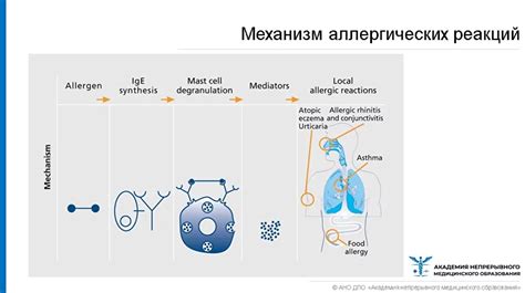Механизмы возникновения и воздействия аллергии на пыль