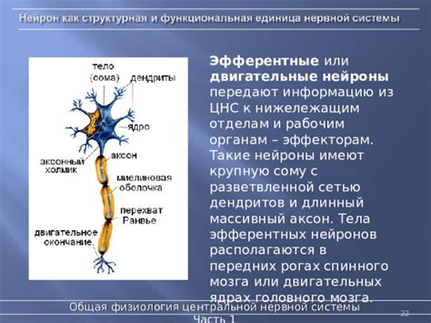 Механизмы координации работы эфферентных двигательных нейронов