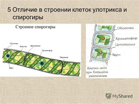 Механизмы обмена веществ в клетках спирогиры и растений: сходства и отличия