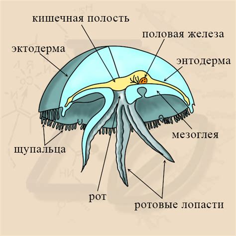 Механизмы поглощения пищи и переваривания у медузы