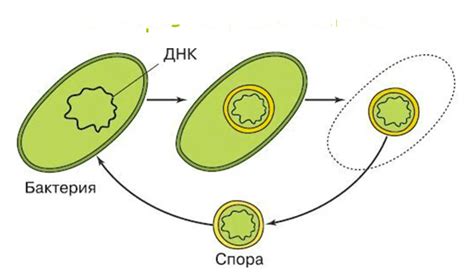 Механизмы размножения вируса и бактерии